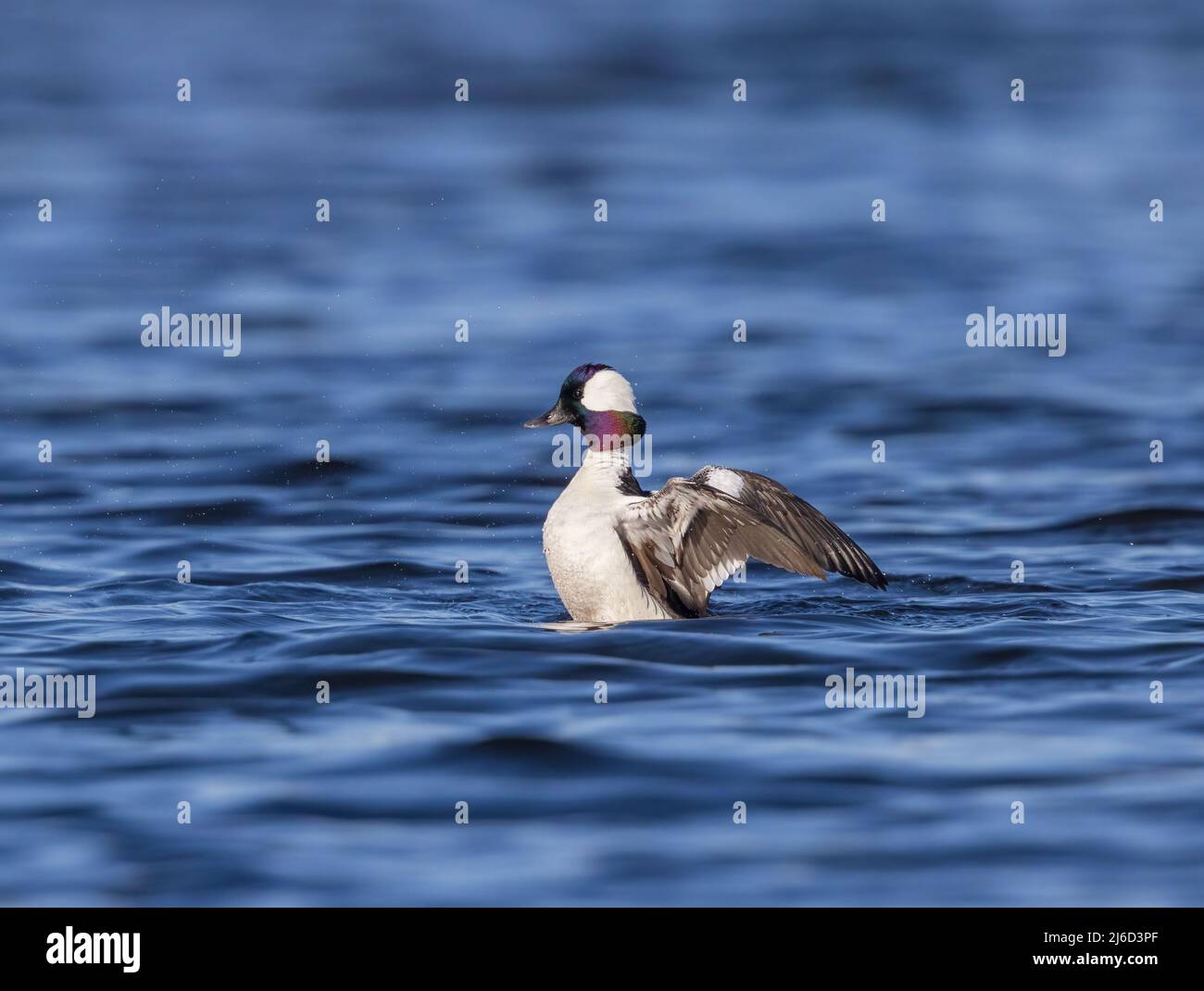 Drake bufflehead stretching his wings in northern Wisconsin. Stock Photo