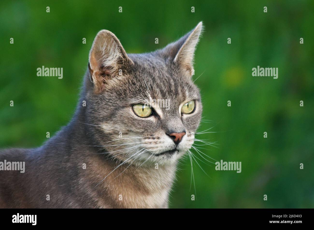 Portrait of a beautiful shorthaired tabby cat with green eyes on a defocused grass background. Stock Photo