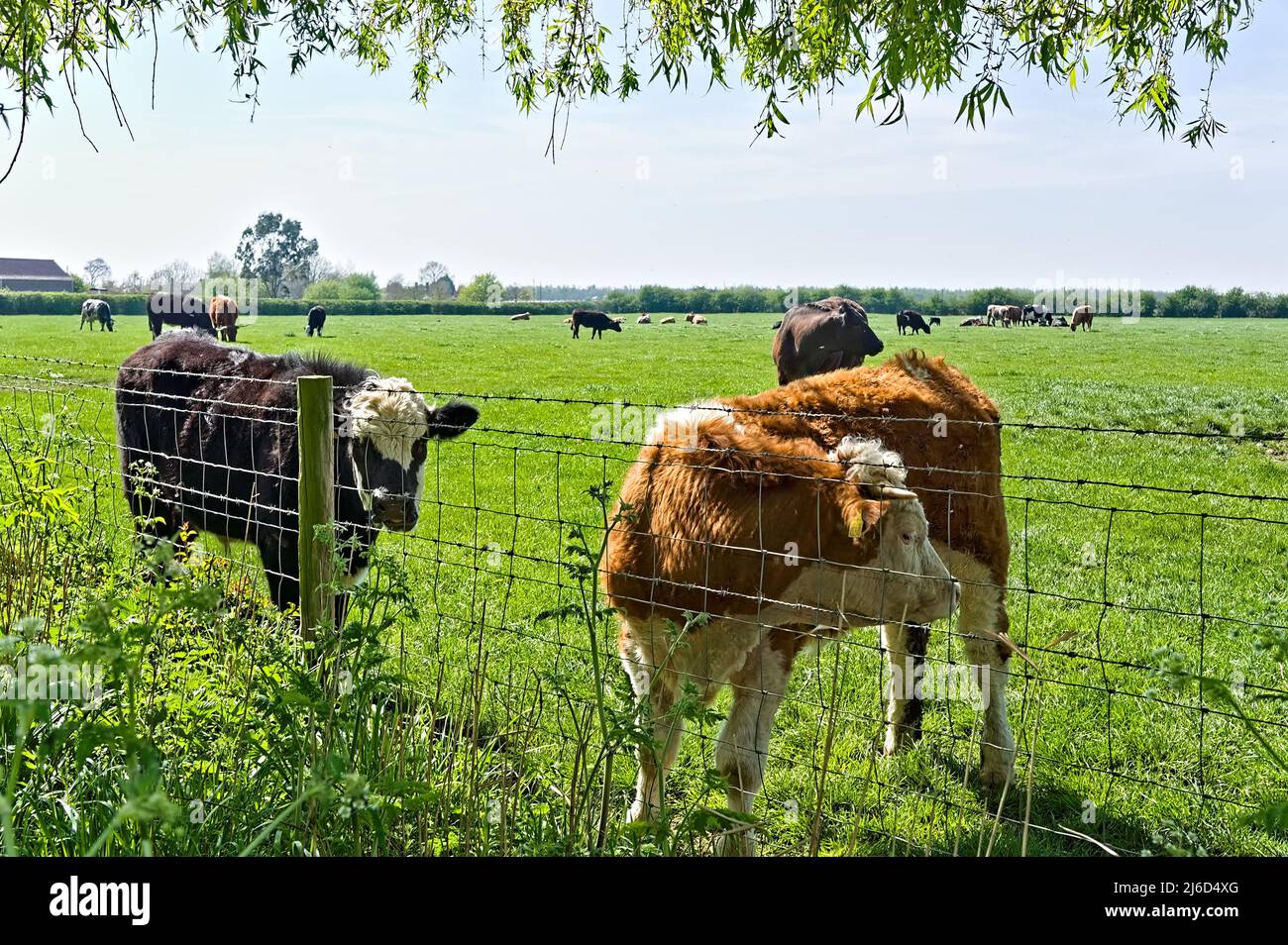 Two brown & white cows (breed unknown) standing by a fence in a field on a sunny springtime day Stock Photo