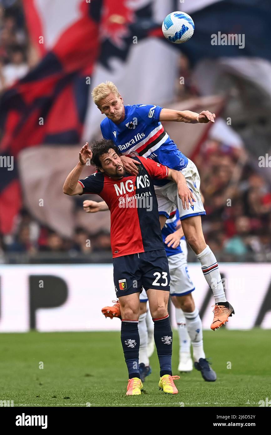 Genoa, Italy. 30 April 2022. Leo Ostigard of Genoa CFC in action during the  Serie A football match between UC Sampdoria and Genoa CFC. Credit: Nicolò  Campo/Alamy Live News Stock Photo - Alamy