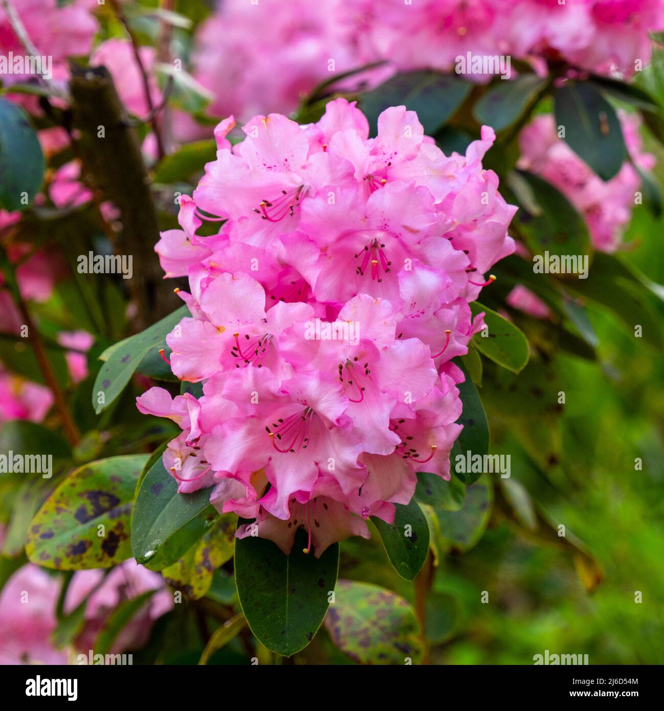 Close up of Rhododendron flowers. Baden-Baden, Baden Wuerttemberg,  Germany Stock Photo