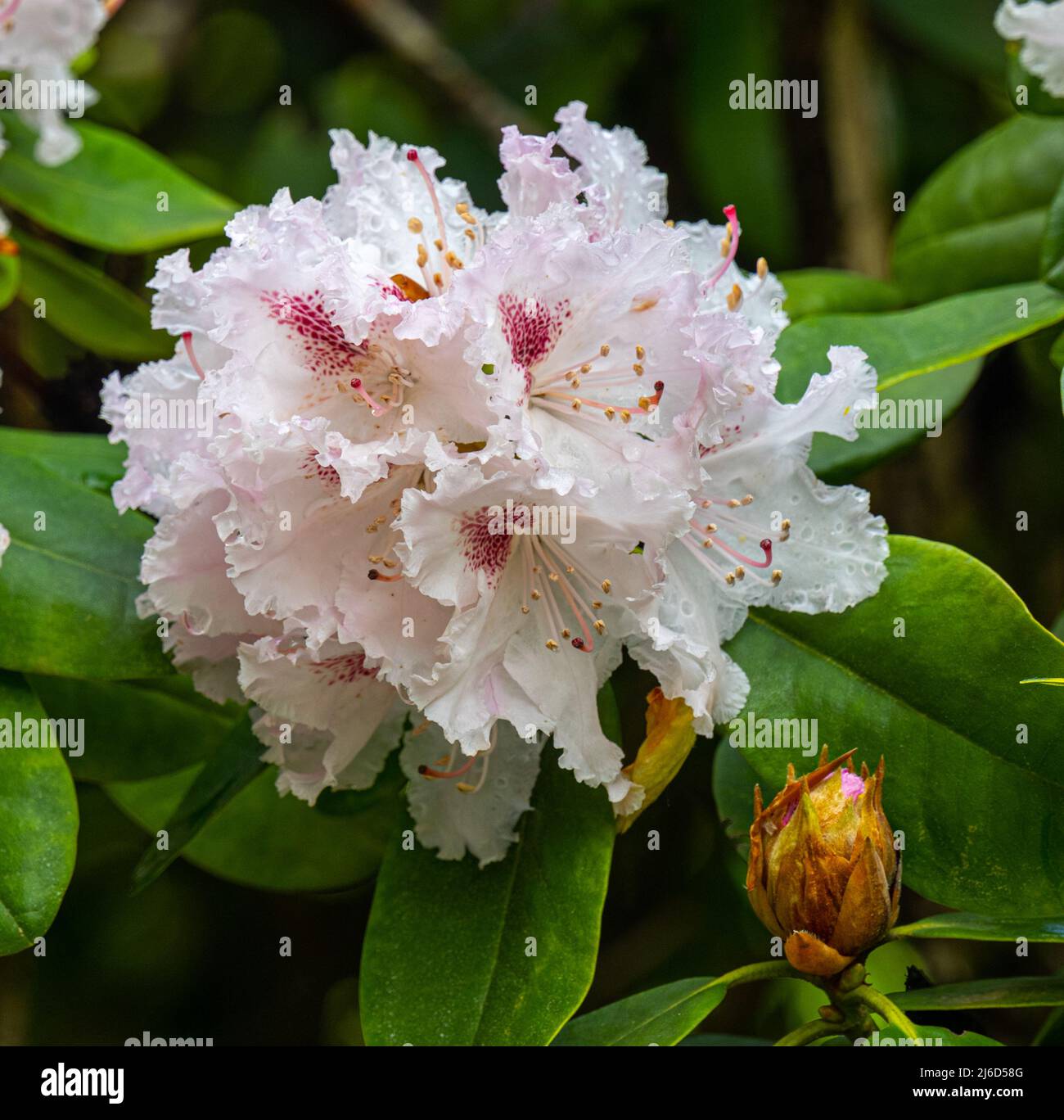 Close up of Rhododendron flowers. Baden-Baden, Baden Wuerttemberg,  Germany Stock Photo