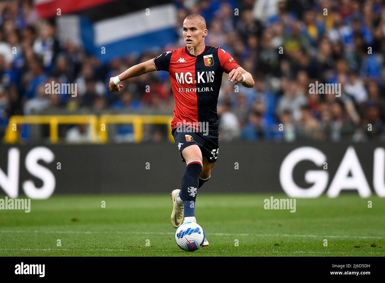 Genoa, Italy. 30 April 2022. Leo Ostigard of Genoa CFC in action during the  Serie A football match between UC Sampdoria and Genoa CFC. Credit: Nicolò  Campo/Alamy Live News Stock Photo - Alamy