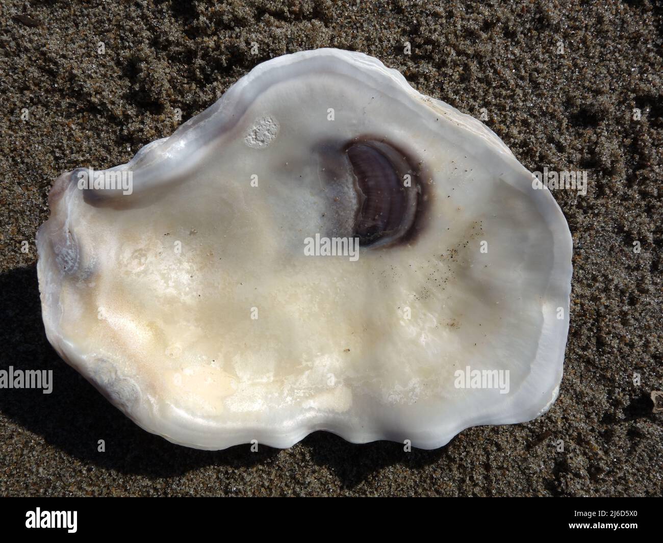 Pacific oysters on the sandy beach, nice background for screensaver, scrapbook, montages, signs, cards. Create your own ideas. Stock Photo