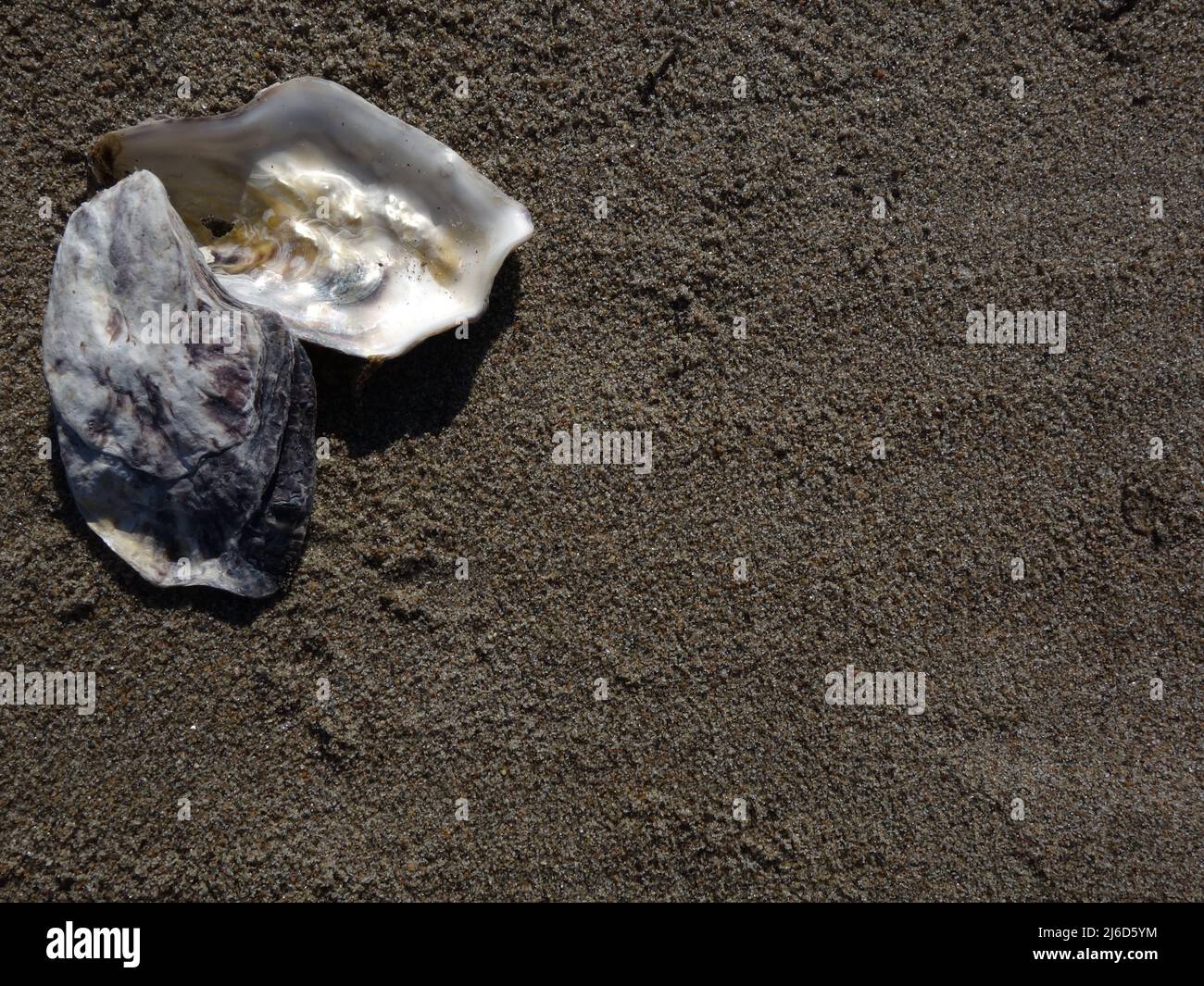 Pacific oysters on the sandy beach, nice background for screensaver, scrapbook, montages, signs, cards. Create your own ideas. Stock Photo