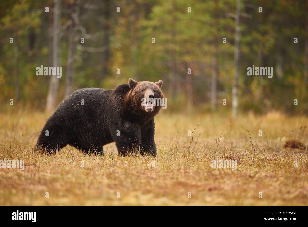 A brown bear growling while looking at the camera Stock Photo