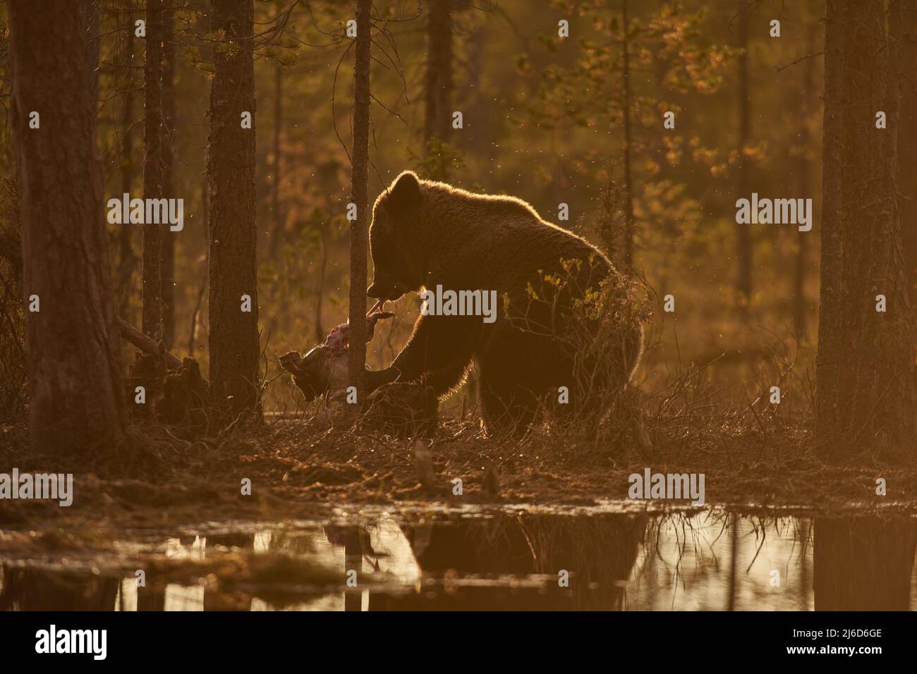 A brown bear devouring it's prey by the lake in the evening Stock Photo