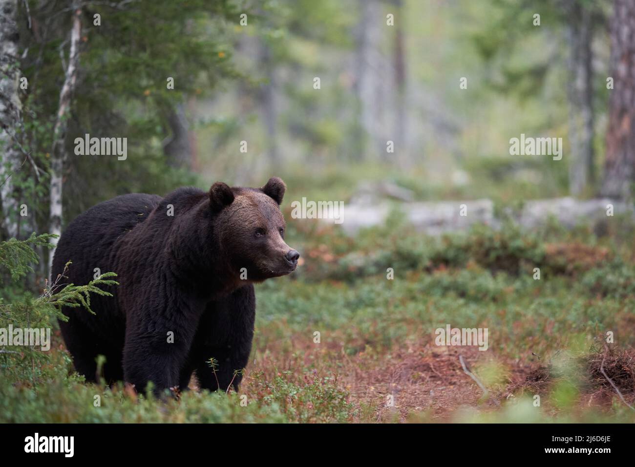 A brown bear in a dream like forest Stock Photo