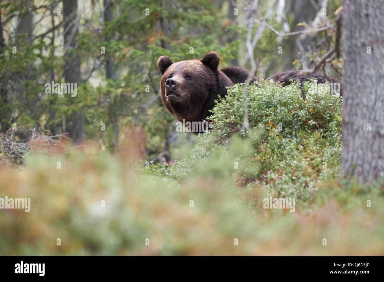 A curious brown bear peaking out from the bushes Stock Photo