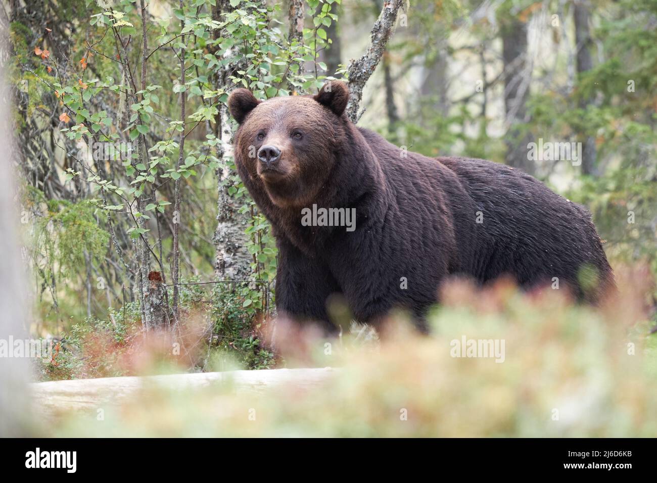 A brown bear in the forest Stock Photo