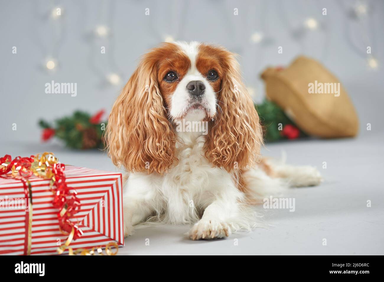 Nom Du Cavalier King Charles Pix - New Bliss Nom Du Cavalier King Charles Pix - New Bliss