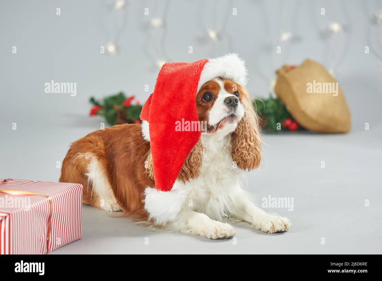 Santa paws hi-res stock photography and images - Alamy