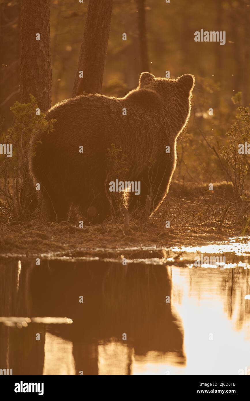 Silhouette of a brown bear by a lake in the sunset Stock Photo - Alamy