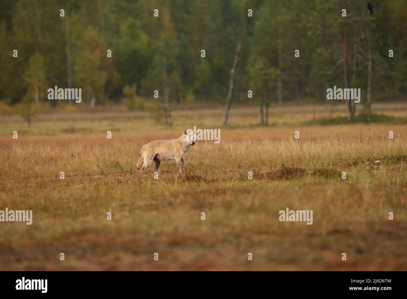 A gray wolf in a distance on an open plain Stock Photo