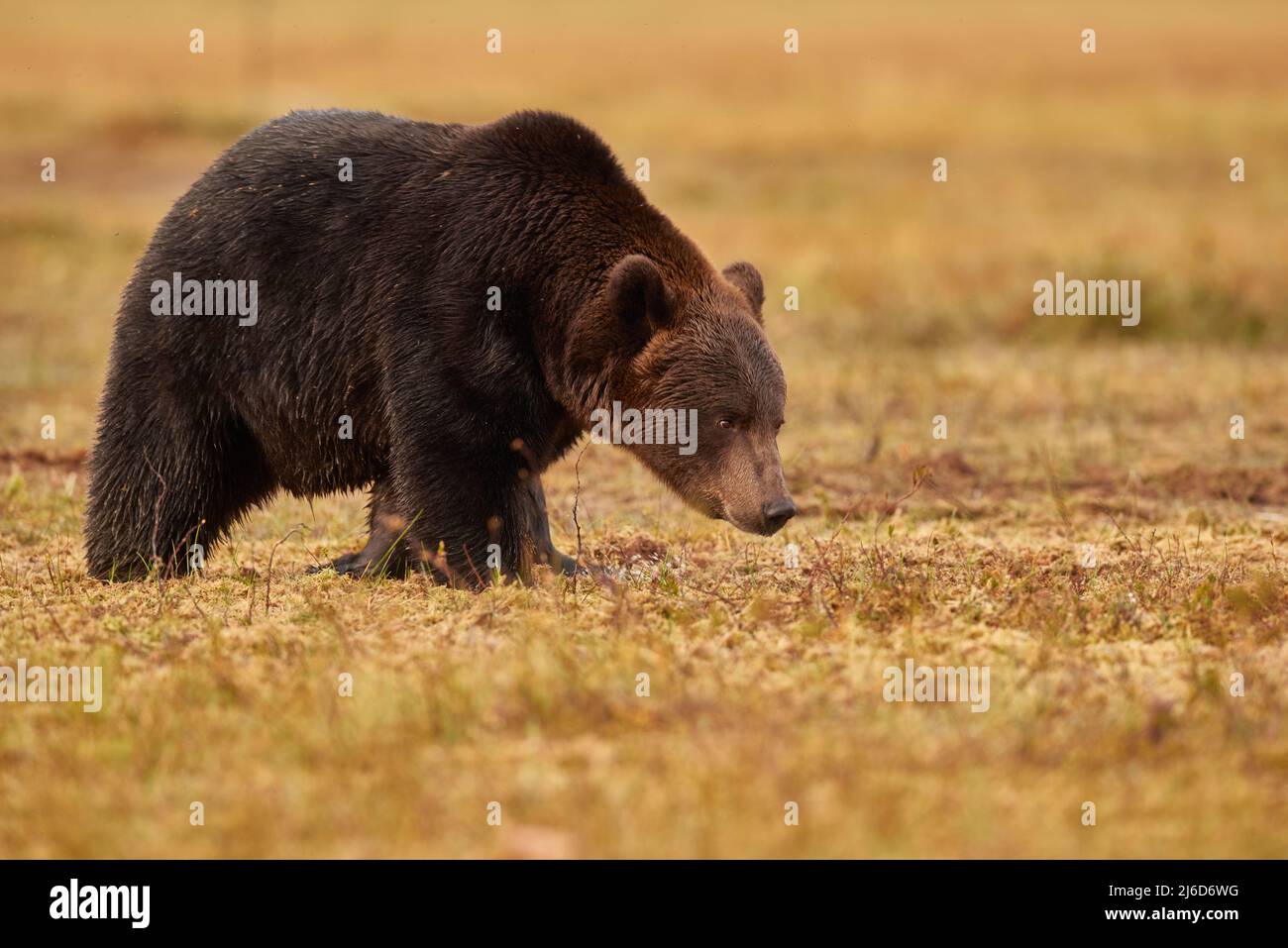 A big brown bear walking Stock Photo