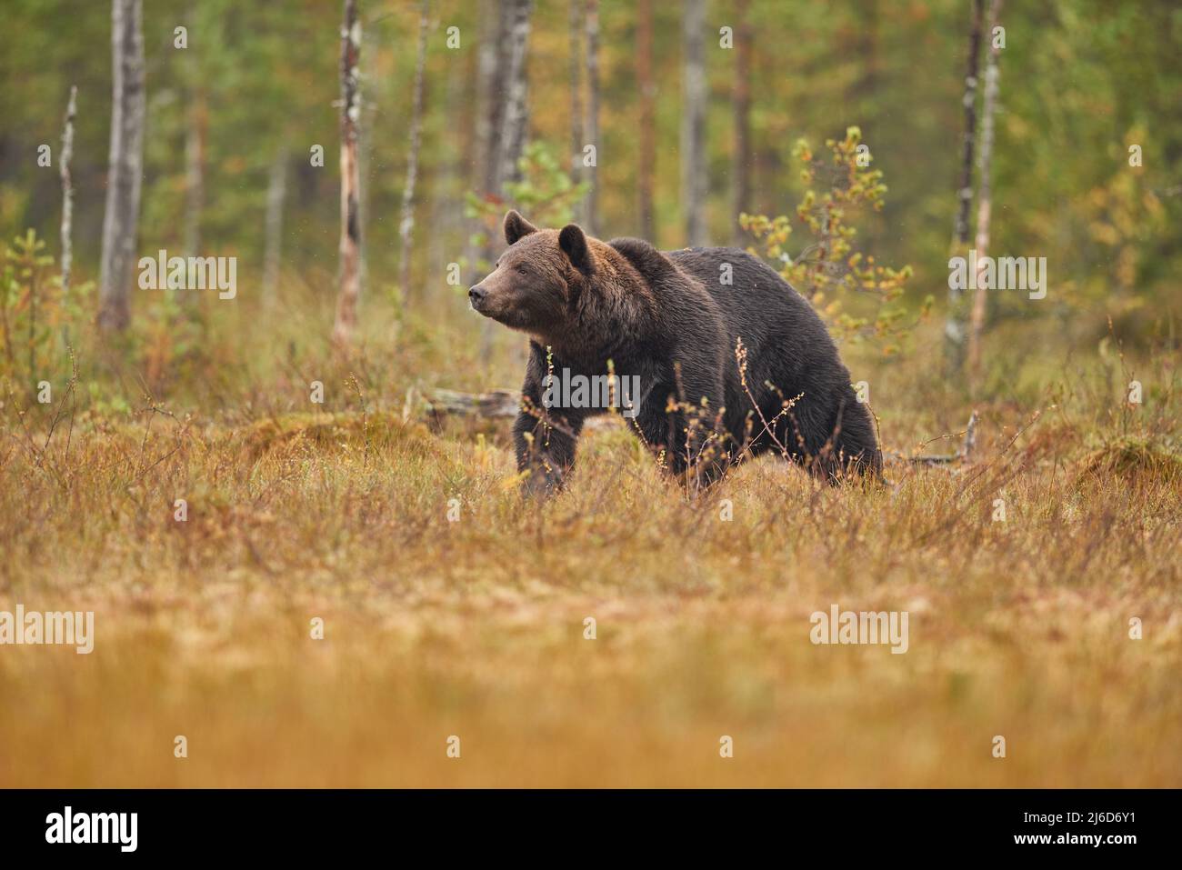 A brown bear coming out of the woods Stock Photo