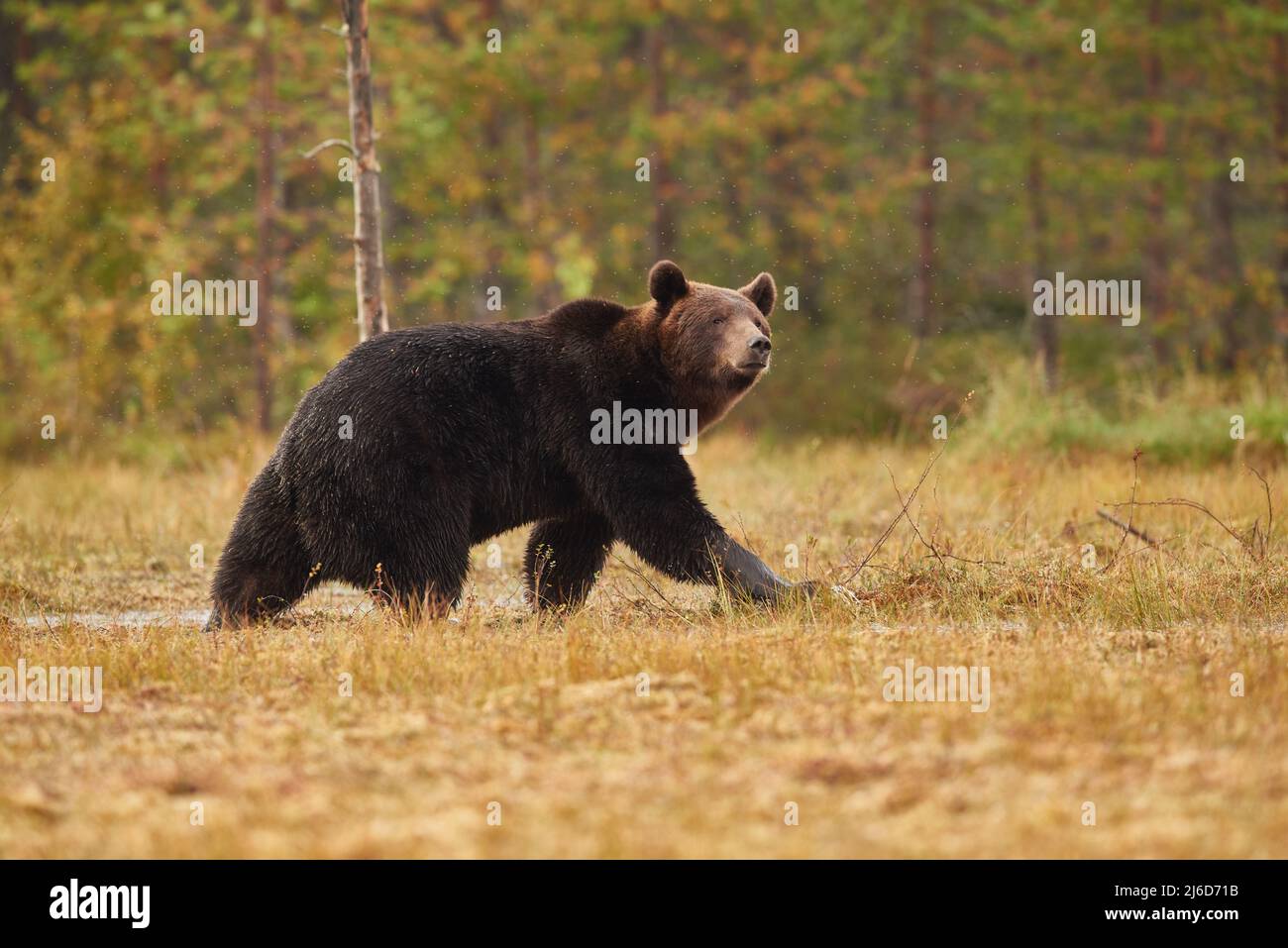 A brown bear walking looking cautiously around Stock Photo