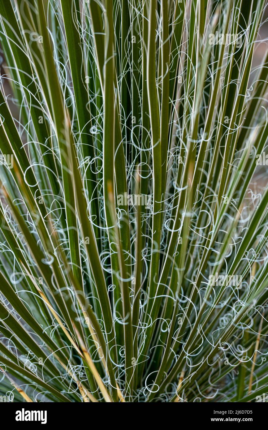 Yucca Thread Yucca threads hi-res stock photography and images - Alamy