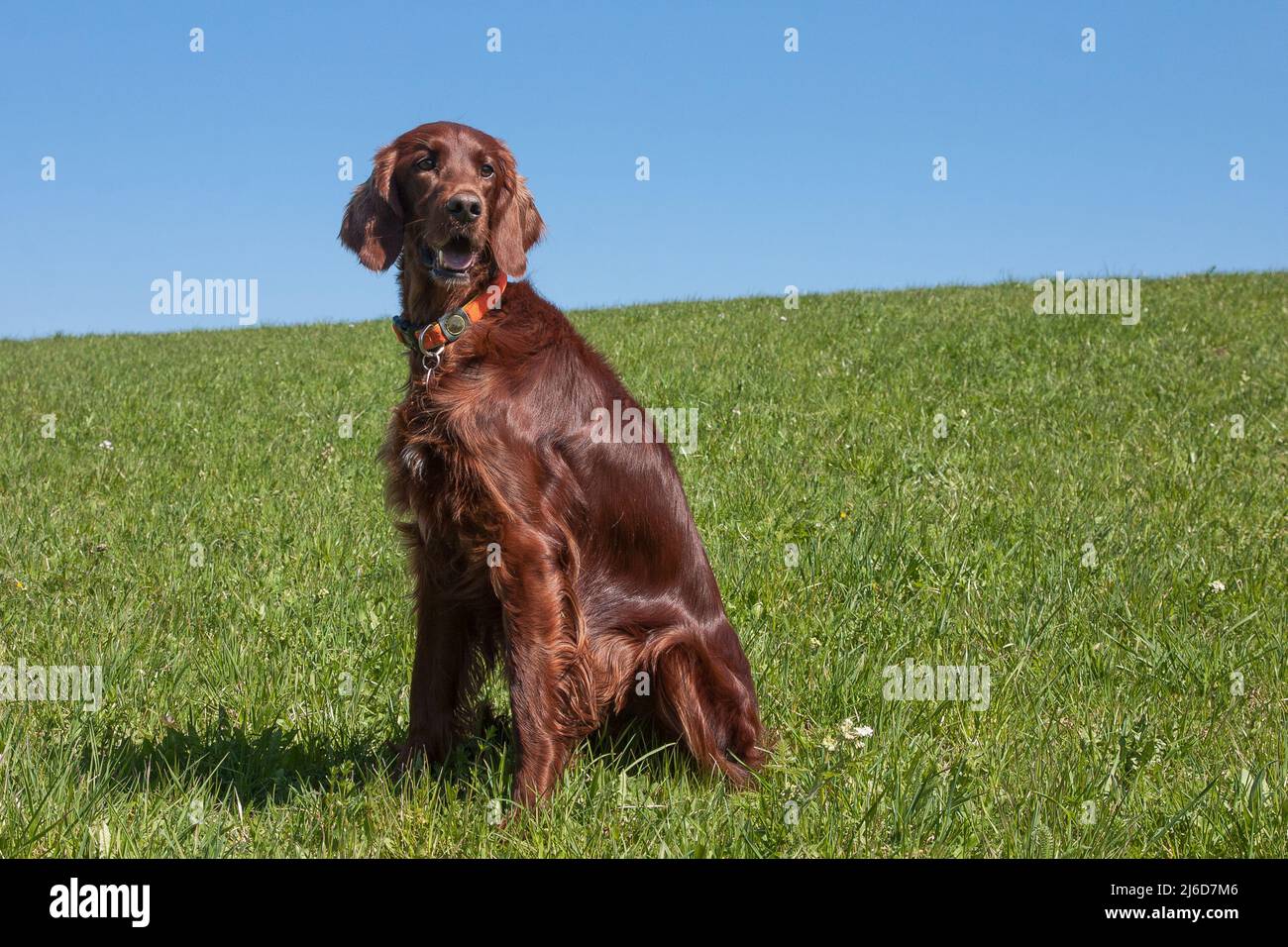 Bright blue sky, lush green meadow and a beautiful Irish Setter hunting dog. Stock Photo