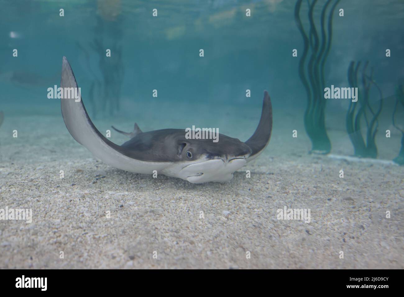 St. Petersburg, FL. USA;  A general view of one of the cow nose stingrays in the Rays Touch Experience behind centerfield during a major league baseba Stock Photo