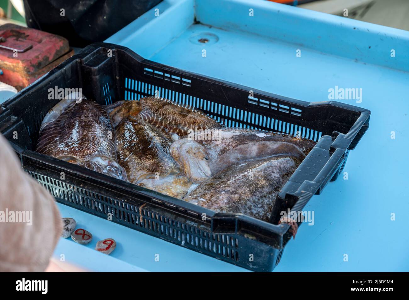 Catch of the day , fresh fish for sale on daily outdoor fisherman's