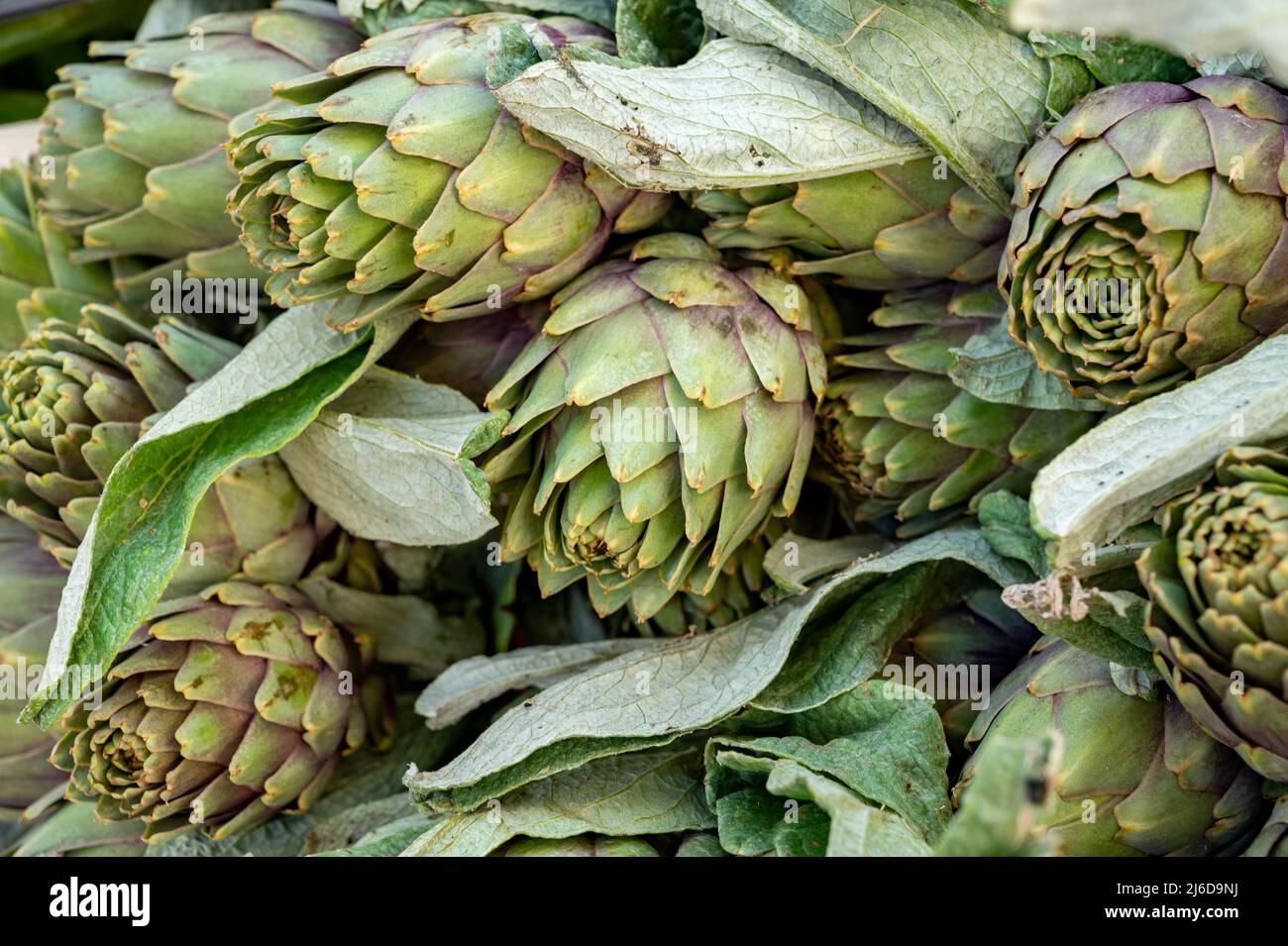 Fresh raw heads of artichokes plants for sale on farmers market in