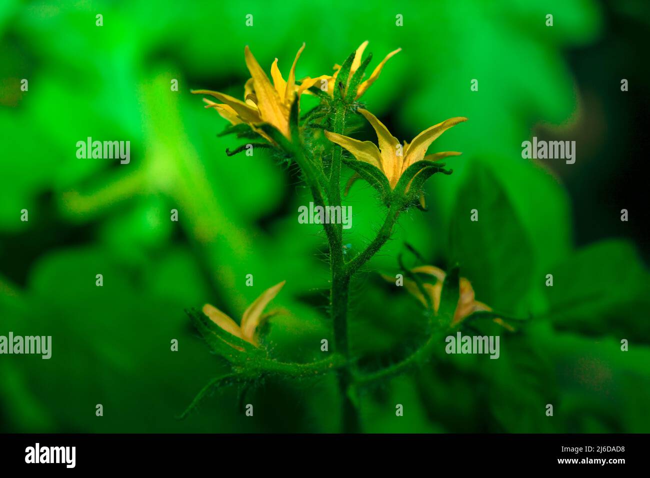 Tomato plant in bloom . Vegetable flowers in the garden Stock Photo Alamy