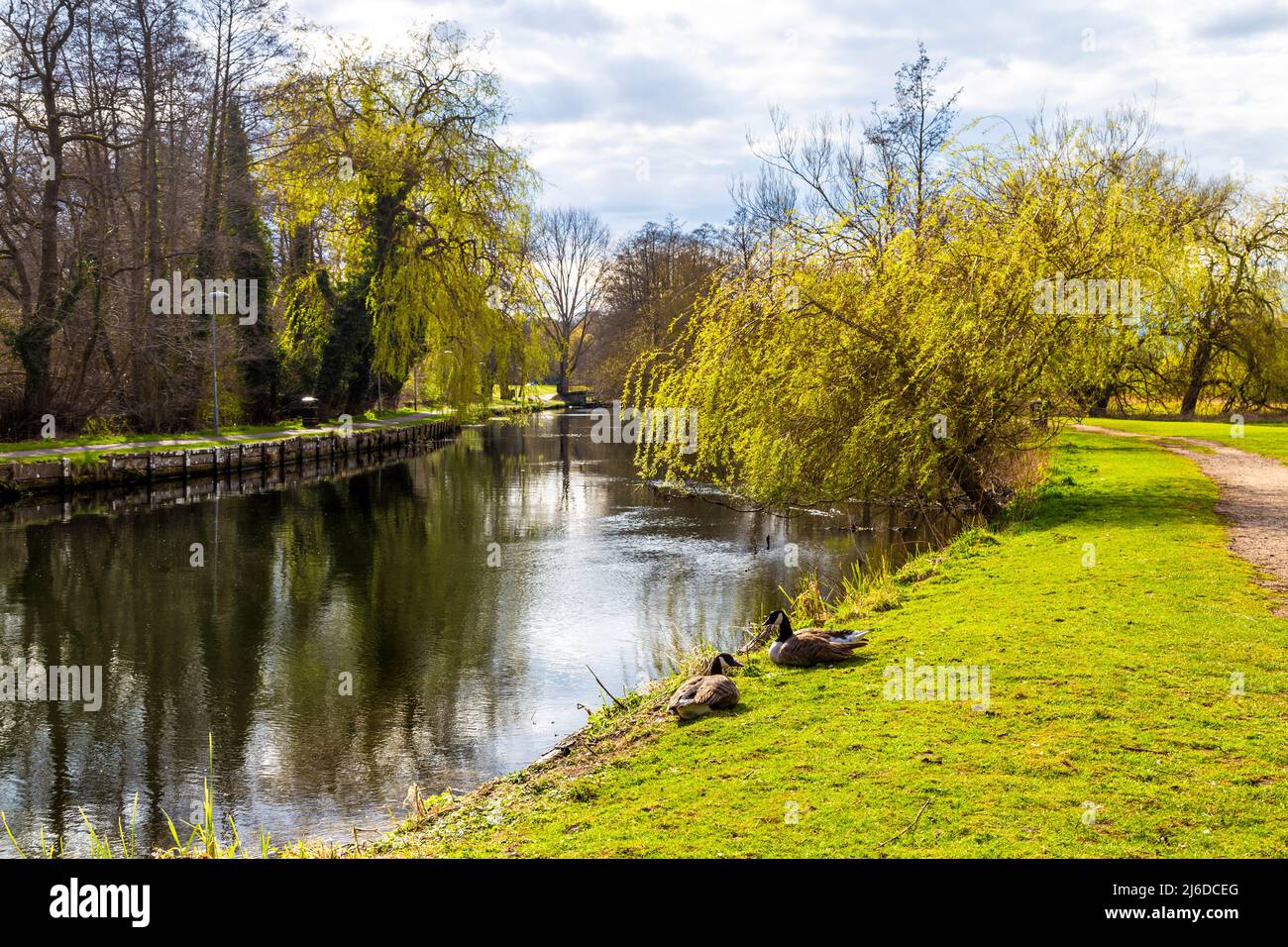 Path along the Little Ouse River in Thetford, Norfolk, UK Stock Photo