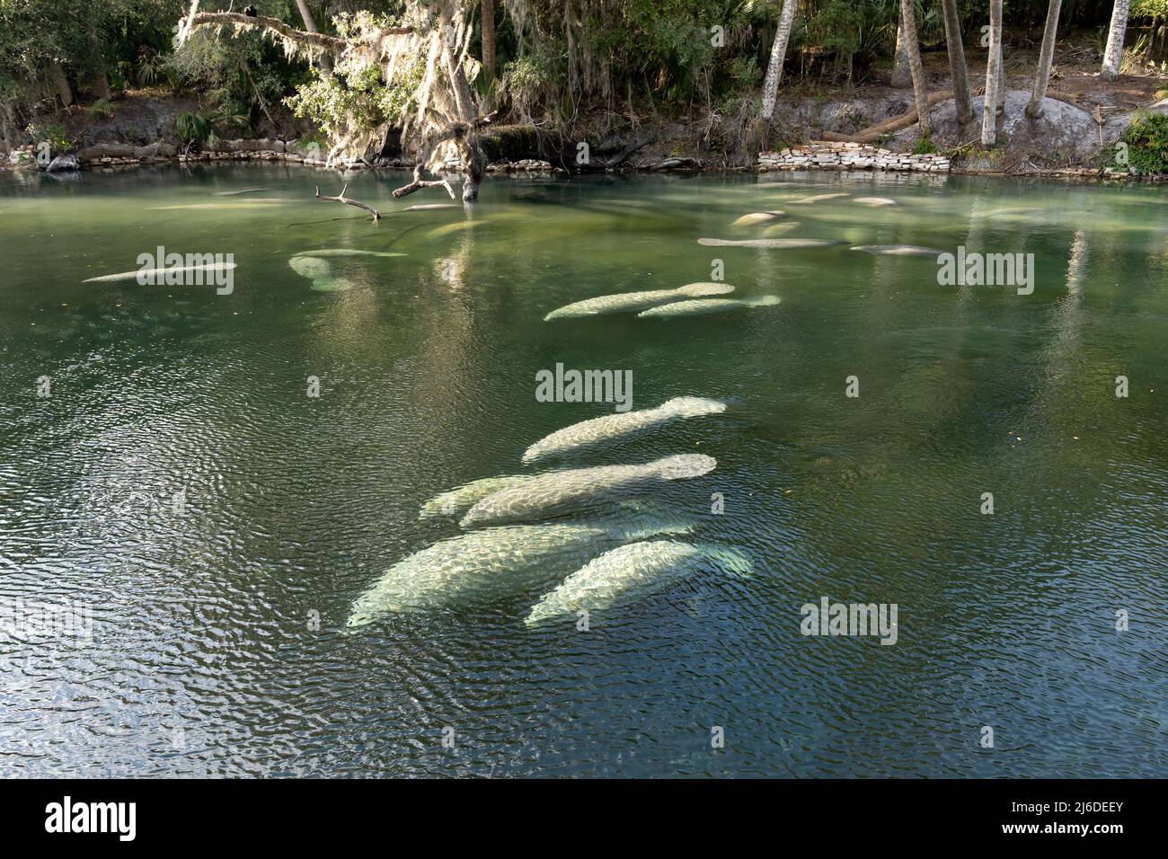 A herd of Florida Manatee (Trichechus manatus latirostris) swimming in