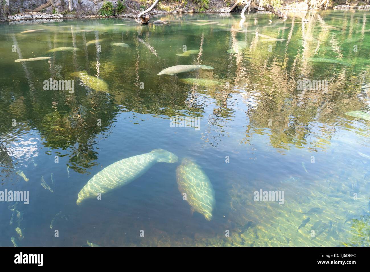 A herd of Florida Manatee (Trichechus manatus latirostris) swimming in the  crystal-clear spring water at Blue Spring State Park in Florida, USA Stock  Photo - Alamy