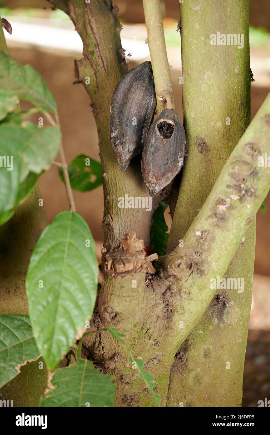 Cacao pod with hole in fruit hang on tree branch Stock Photo