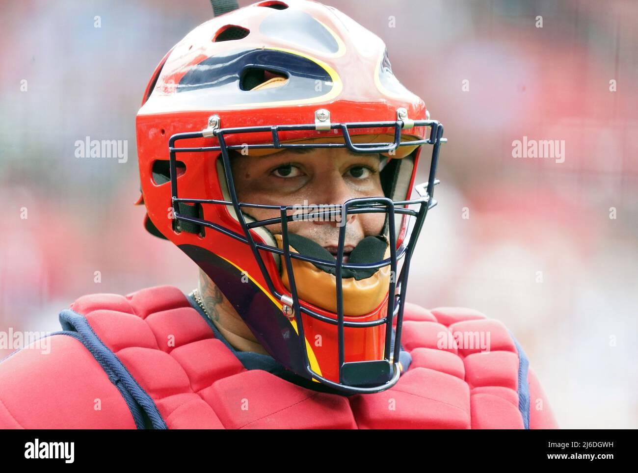 St louis cardinals catcher yadier hi-res stock photography and images -  Alamy