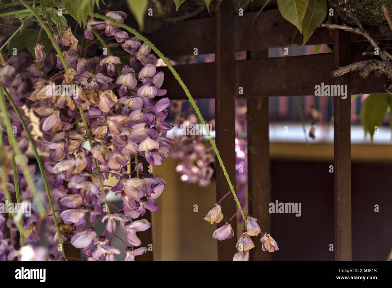 Wisteria growing on an old fence seen up close Stock Photo