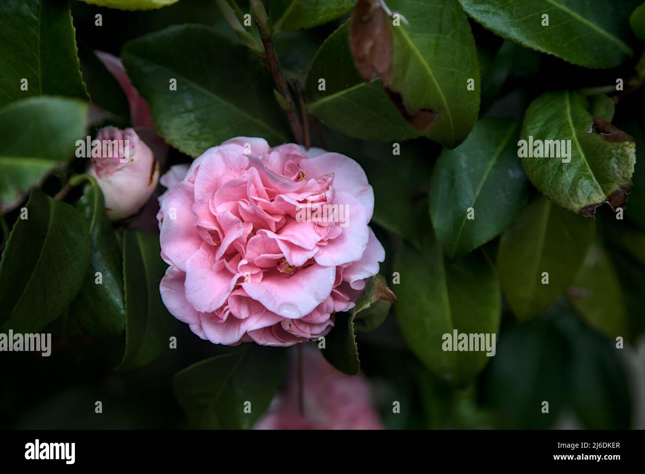 Azalea flowers in bloom seen up close Stock Photo - Alamy