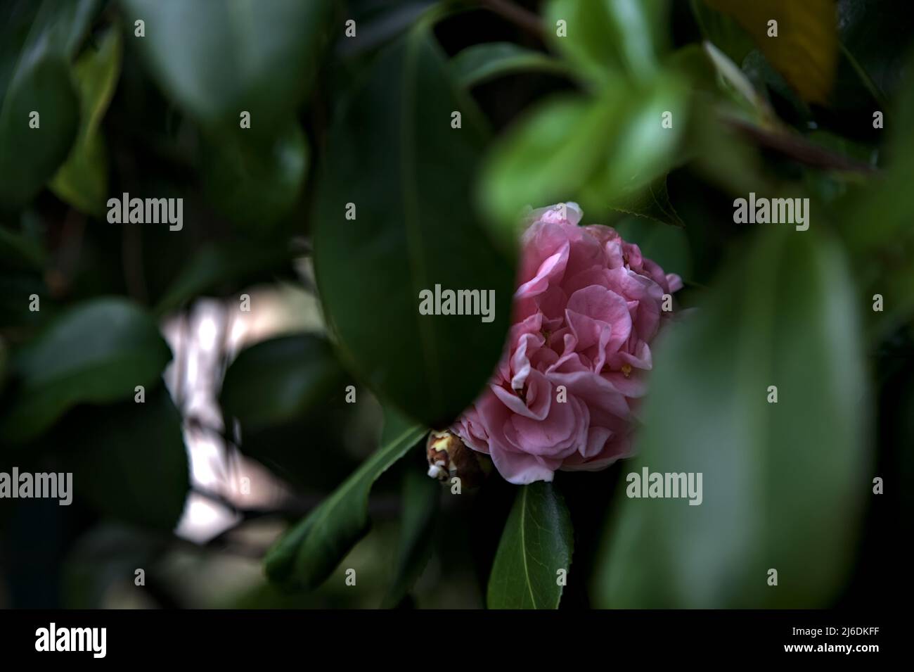 Azalea flowers in bloom seen up close Stock Photo - Alamy