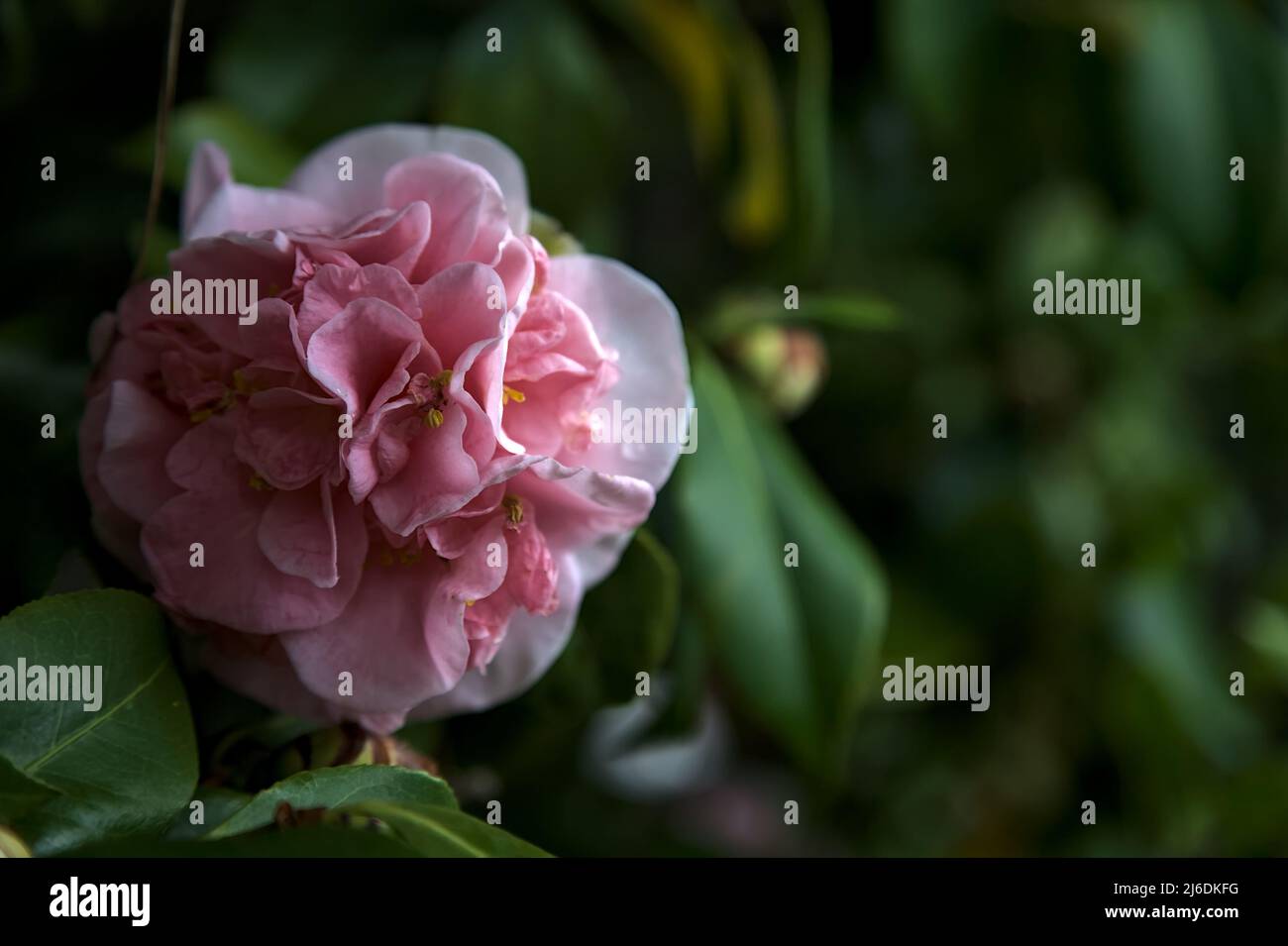 Azalea flowers in bloom seen up close Stock Photo - Alamy