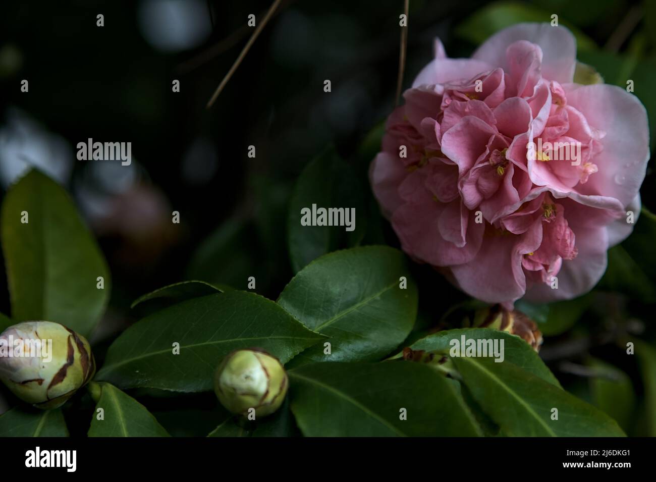 Azalea flowers in bloom seen up close Stock Photo - Alamy