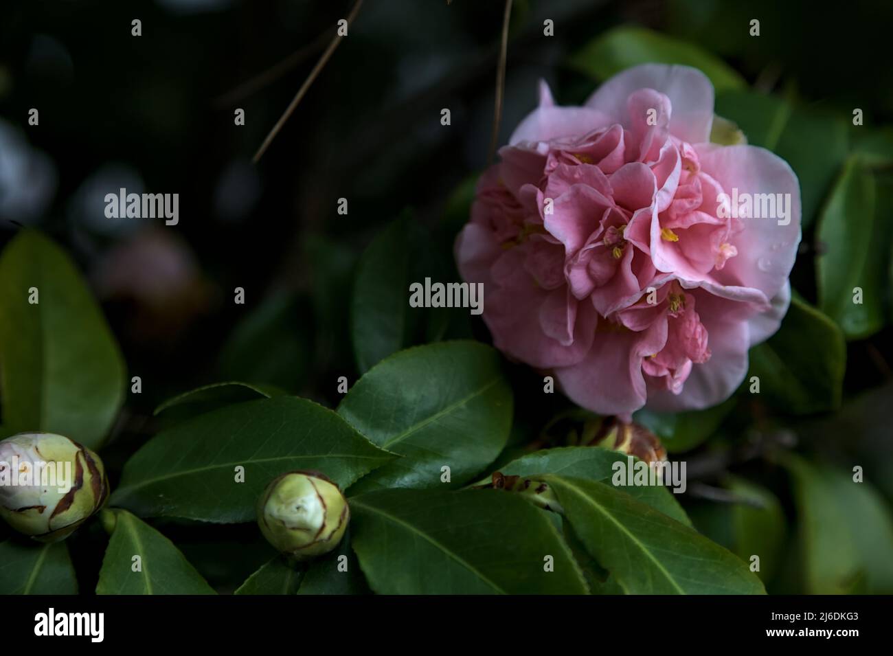 Azalea flowers in bloom seen up close Stock Photo - Alamy