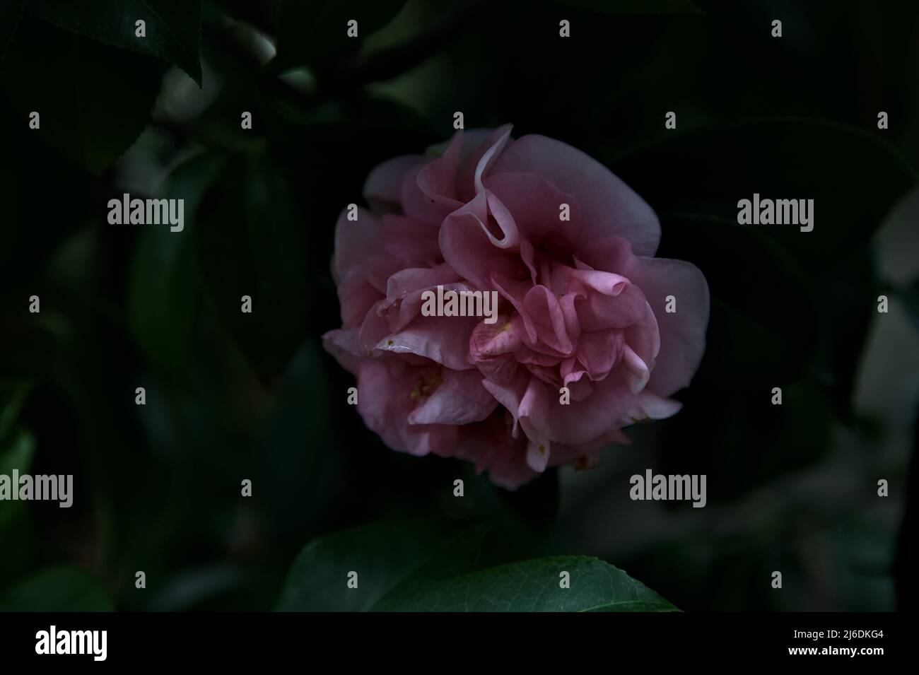 Azalea flowers in bloom seen up close Stock Photo - Alamy