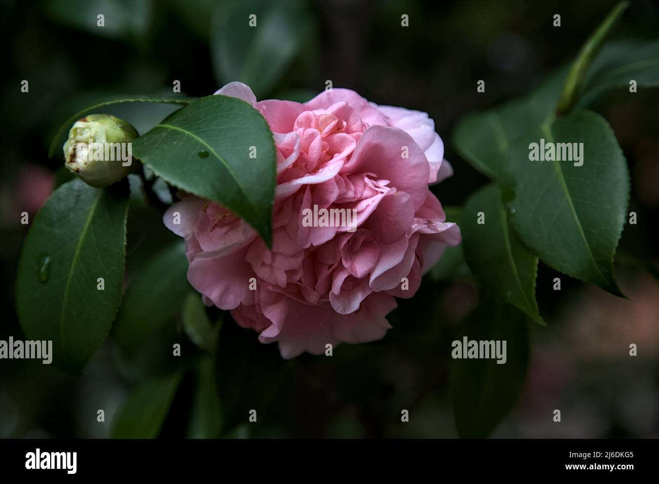Azalea flowers in bloom seen up close Stock Photo - Alamy