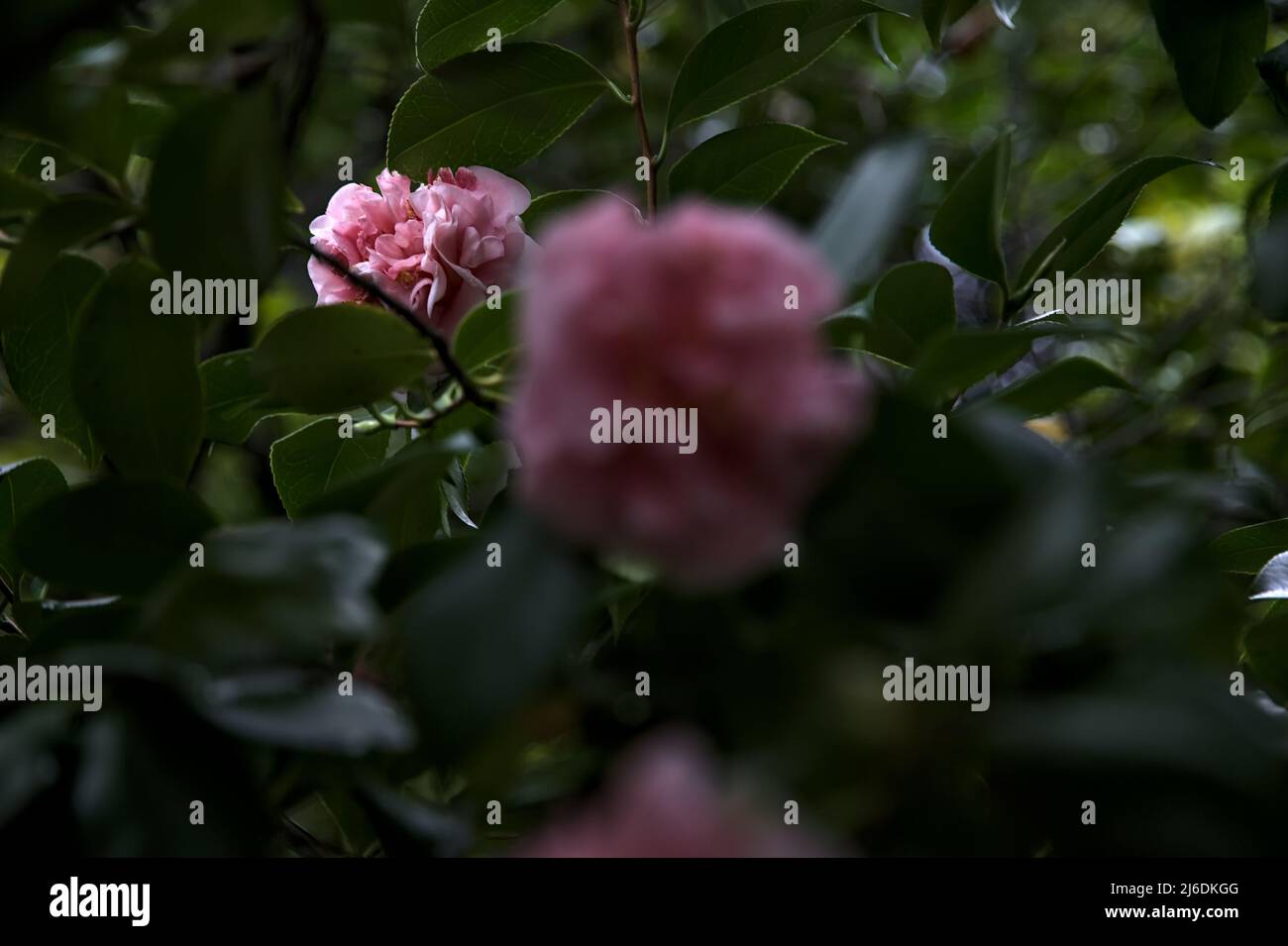 Azalea flowers in bloom seen up close Stock Photo - Alamy