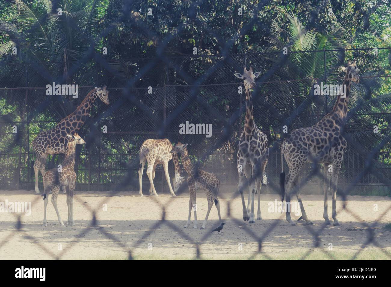 Zebra in a cage. Animals in captivity Stock Photo Alamy