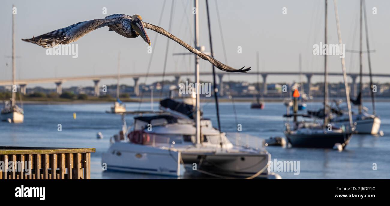 Approaching pelican and harboring sailboats on Matanzas Bay in Old City St. Augustine, Florida. (USA) Stock Photo