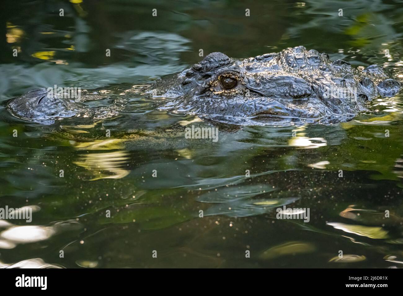 American alligator (Alligator mississippiensis) peering above the water in St. Augustine, Florida. (USA) Stock Photo