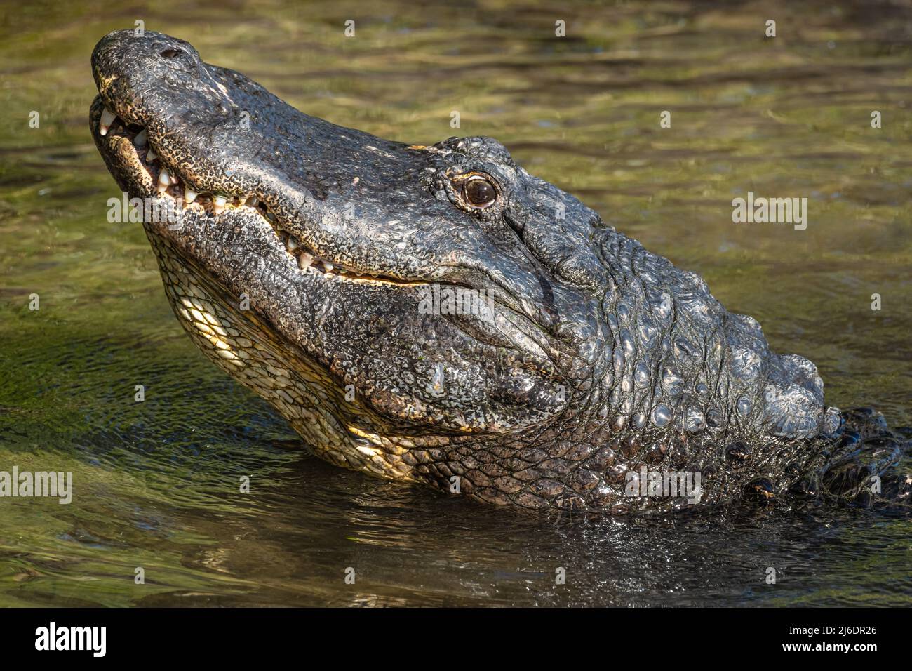 American alligator (Alligator mississippiensis) raising its head while bellowing at St. Augustine Alligator Farm Zoological Park in St. Augustine, FL. Stock Photo