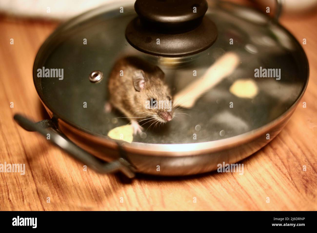 House mouse (Mus musculus) trapped in a kitchen pan Stock Photo Alamy