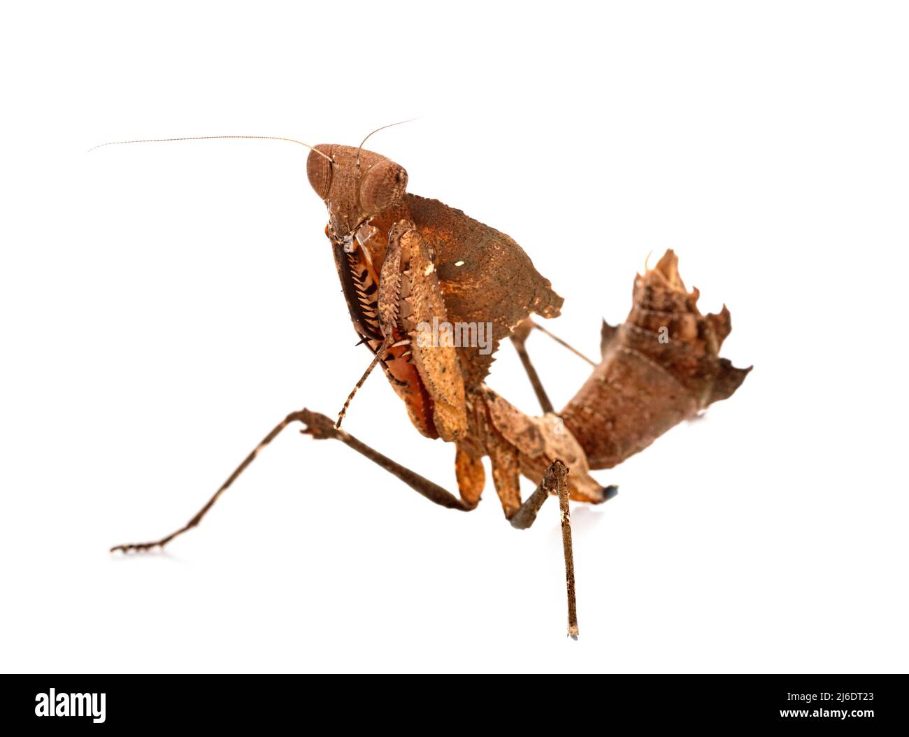 Deroplatys desiccata in front of white background Stock Photo