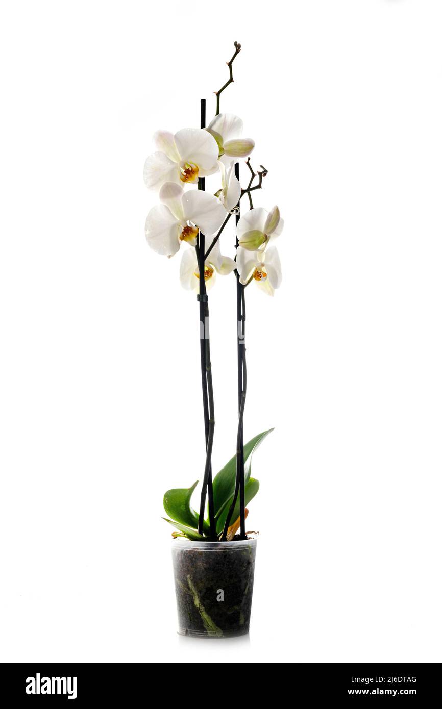 white Phalaenopsis in front of white background Stock Photo - Alamy