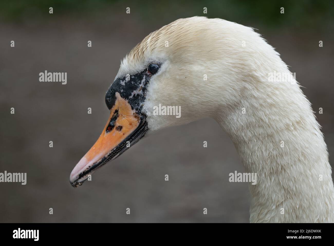 A very close photograph of a mute swan, Cygnus olor, it shows in detail the head and a small part of the neck only Stock Photo
