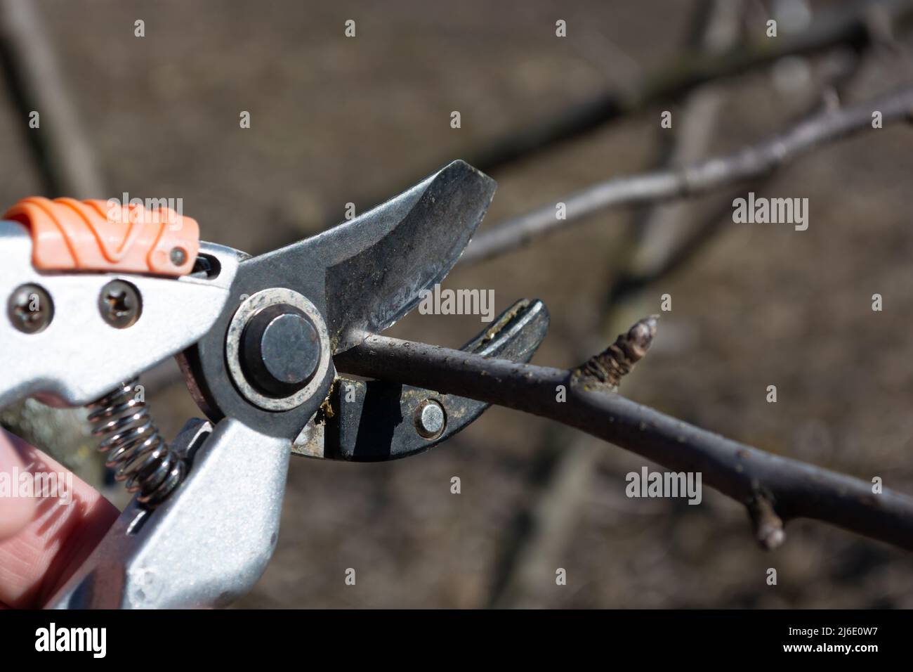 Seasonal pruning of branches on fruit trees with secateurs. Cutting